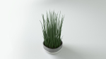 Herbs for kitchen