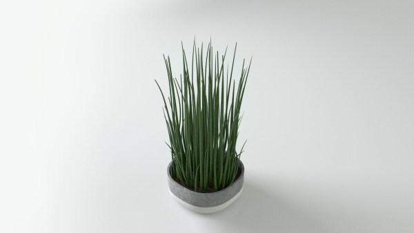 Herbs for kitchen