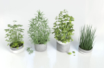 Herbs for kitchen