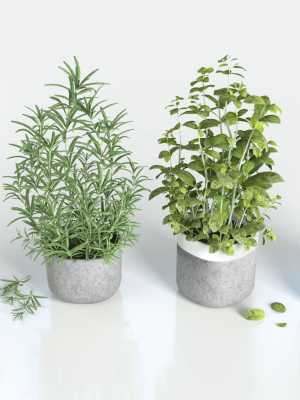 Herbs for kitchen