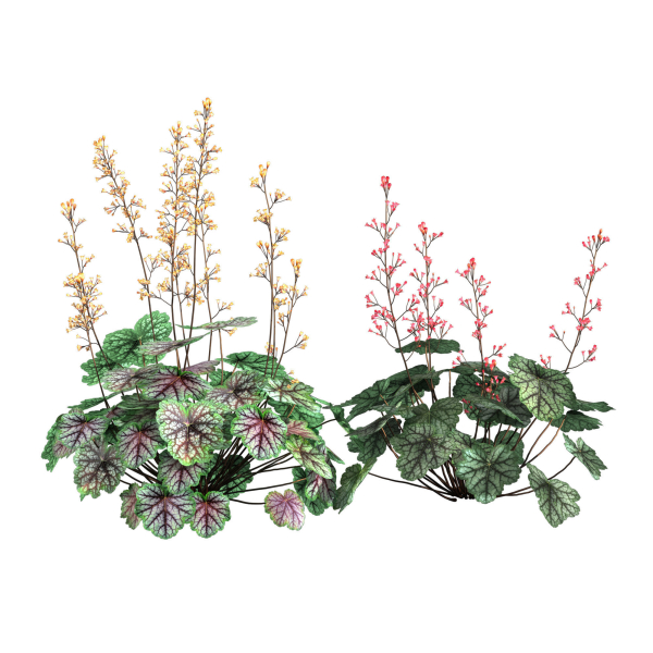 Heuchera-Coral Bellls