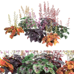 Heuchera-Coral Bellls