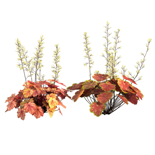 Heuchera-Coral Bellls