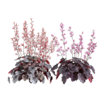 Heuchera-Coral Bellls