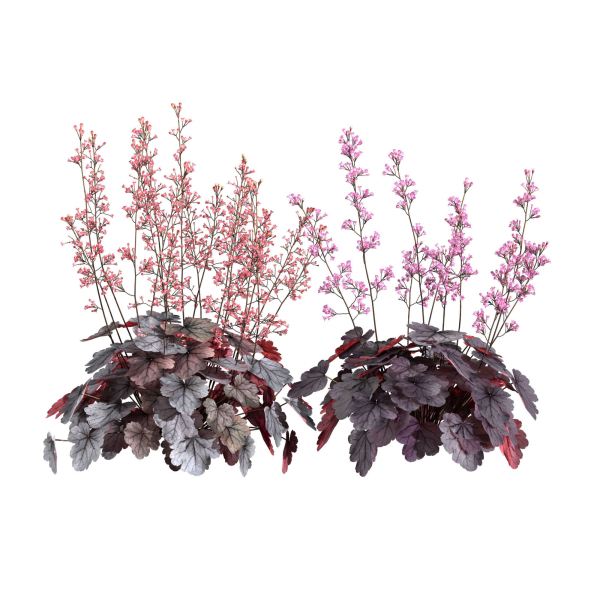 Heuchera-Coral Bellls
