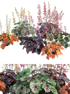 Heuchera-Coral Bellls