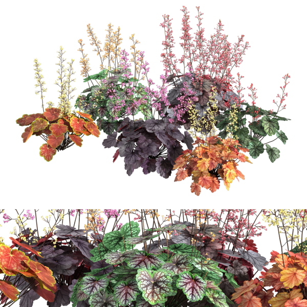 Heuchera-Coral Bellls