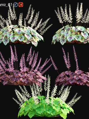 Heuchera - Coral Bells 01