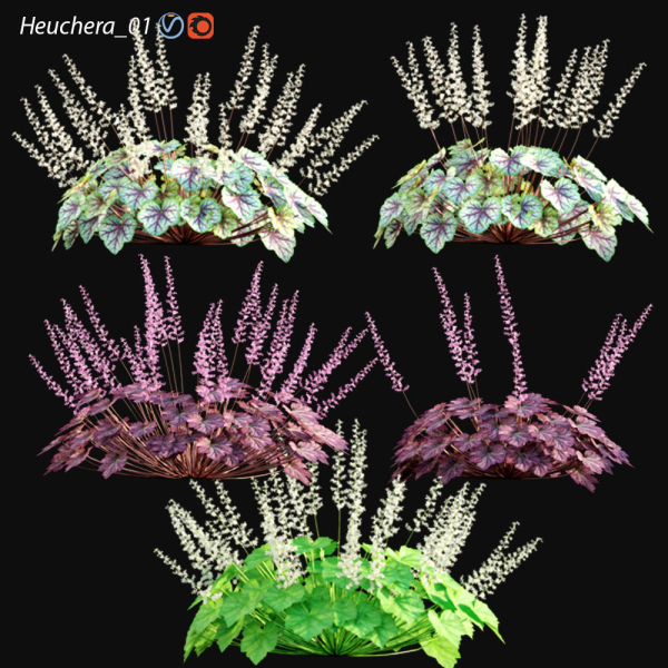 Heuchera - Coral Bells 01