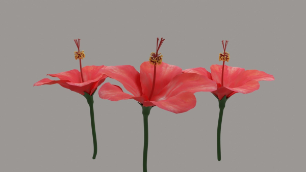 Hibiscus Textured
