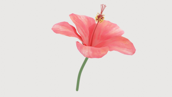 Hibiscus Textured