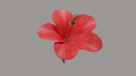 Hibiscus Textured