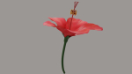 Hibiscus Textured