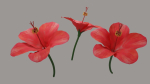 Hibiscus Textured
