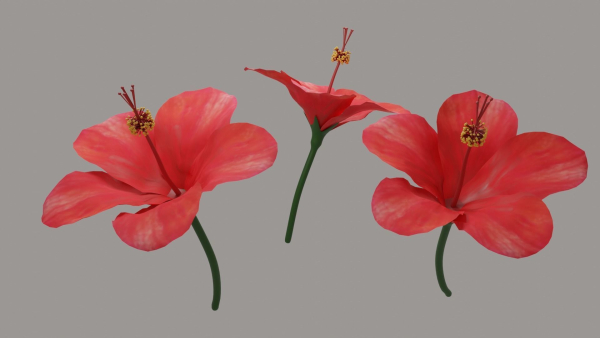Hibiscus Textured