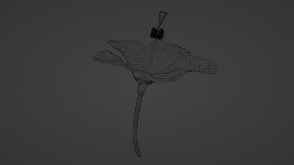 Hibiscus Textured
