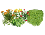 High-Detail Garden Plant Collection