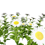 High-Detail Garden Plant Collection