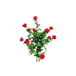 High-Detail Garden Plant Collection