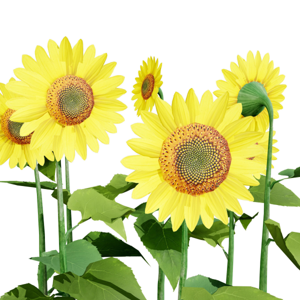 High-Detail Garden Plant Collection