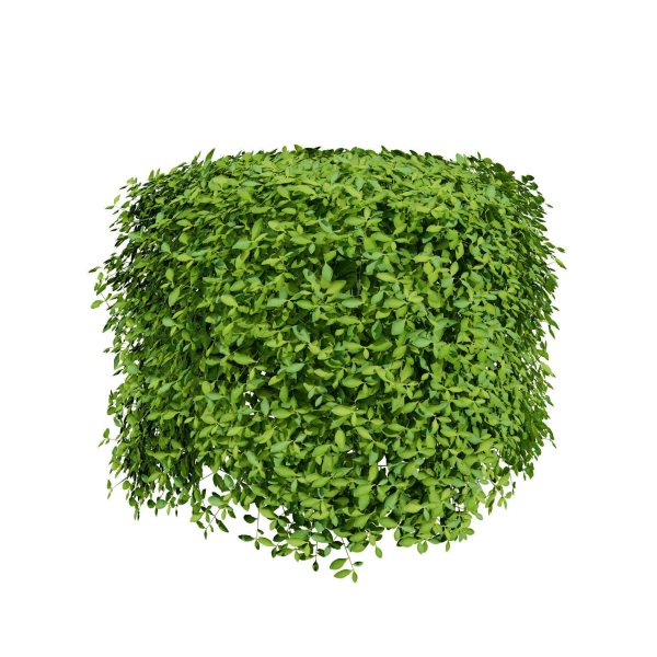 High-Detail Garden Plant Collection
