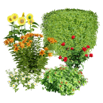 High-Detail Garden Plant Collection