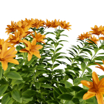 High-Detail Garden Plant Collection