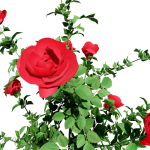 High-Detail Garden Plant Collection