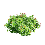 High-Detail Garden Plant Collection