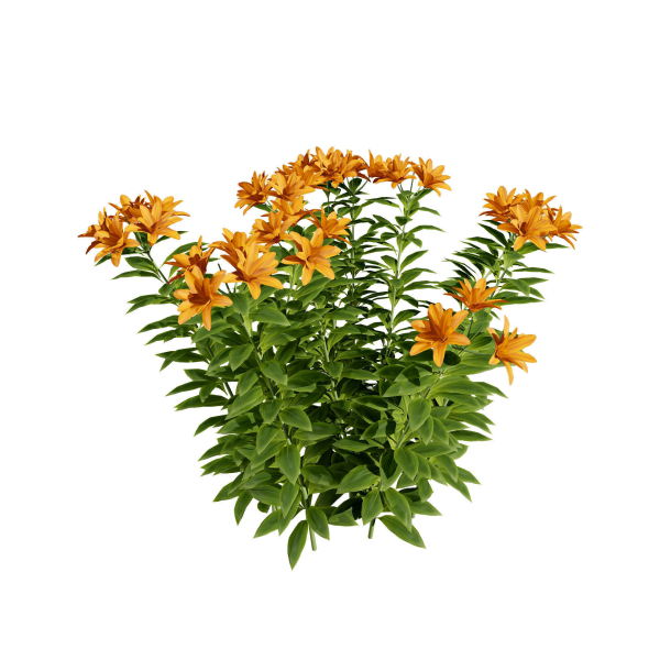 High-Detail Garden Plant Collection