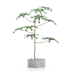 high poly plant