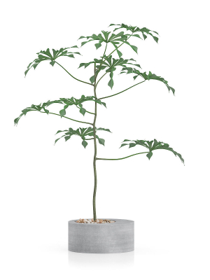 high poly plant