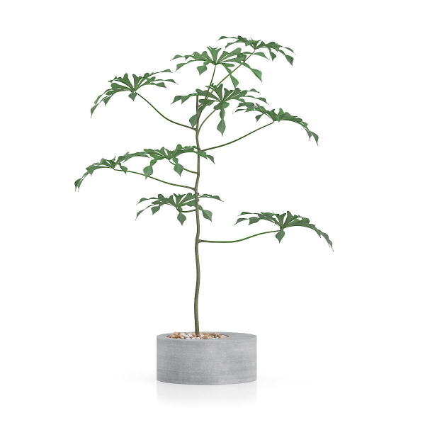 high poly plant