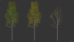 High quality Aspen tree 01