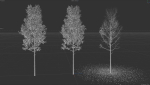 High quality Aspen tree 01