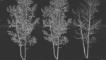 High quality Aspen tree 02