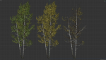 High quality Aspen tree 02