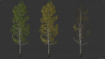 High quality Aspen tree 02