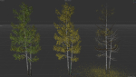 High quality Aspen tree 03