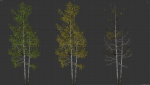 High quality Aspen tree 03