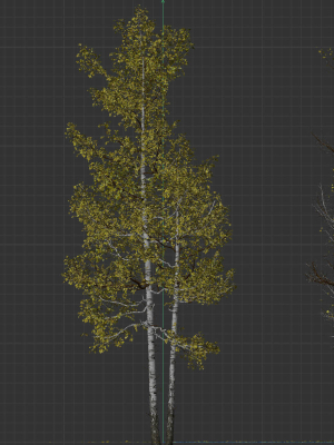 high-quality-aspen-tree-03-3d-model-d0dc5c8dee