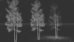 High quality Aspen tree 03