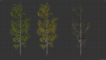 High quality Aspen tree 03