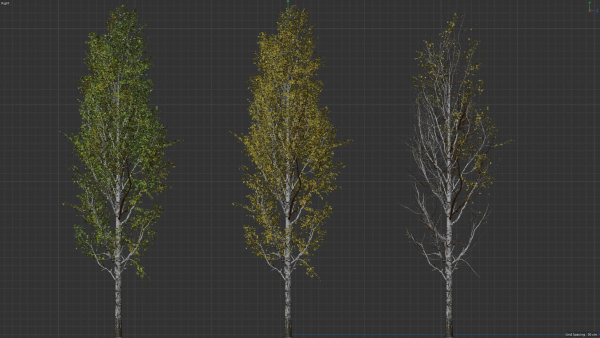 High quality Aspen tree 04