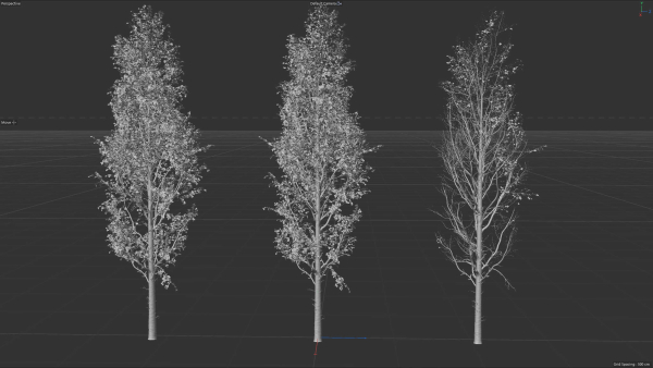 High quality Aspen tree 04