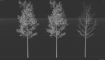 High quality Aspen tree 05