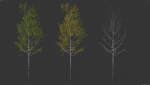 High quality Aspen tree 05