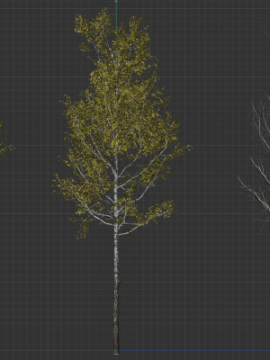 High quality Aspen tree 05