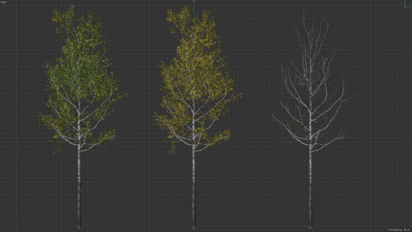 High quality Aspen tree 05