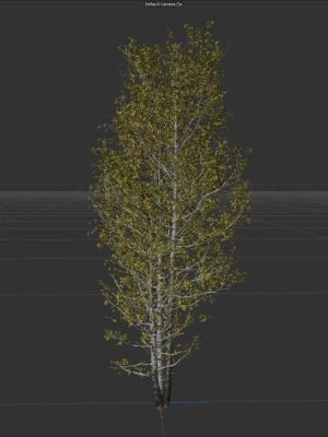 High quality Aspen tree 06